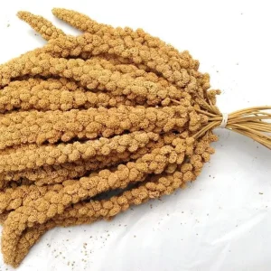 ارزن خوشه ای
