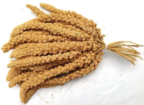 ارزن خوشه ای